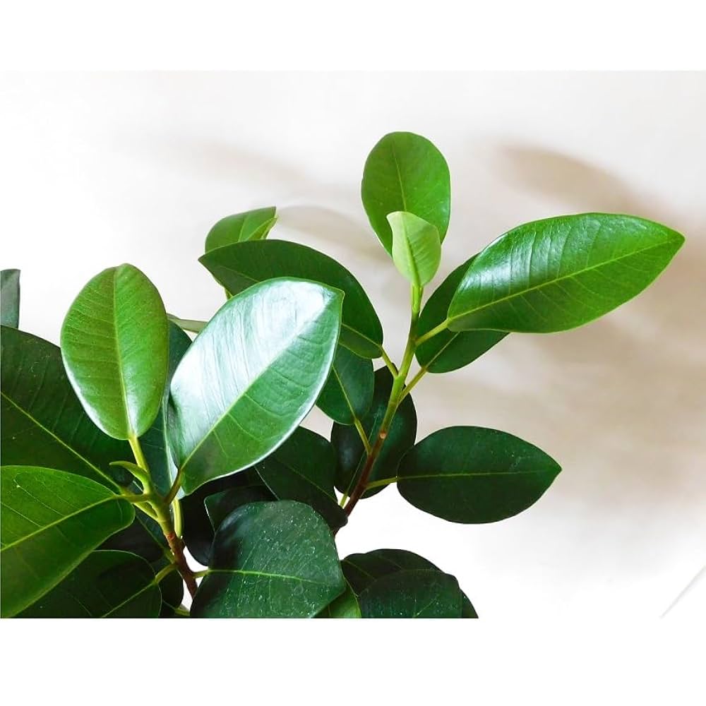 フィカス 植物 ホワイト陶器鉢フランスゴム 楽天市場】観葉植物 大型 フランスゴム 10号 法人様送料無料